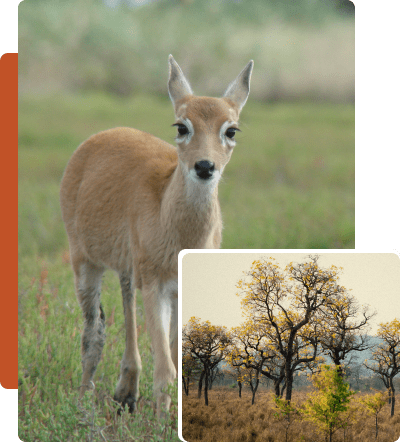 Flora y fauna sabanas y pastizales